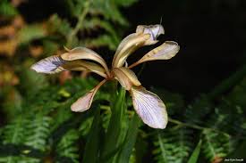 Image result for Afrosolen schimperi