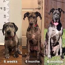 Trainpetdog.com has been visited by 10k+ users in the past month How Long Do Great Danes Live Why Are These Breeds So Big Find Out Everything You Need To Know From Temperament Dane Puppies Great Dane Dogs Great Dane Puppy