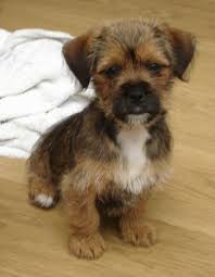 Facts about the jack russell shih tzu mix. Facts About Jack Russell And Shih Tzu Mix Online