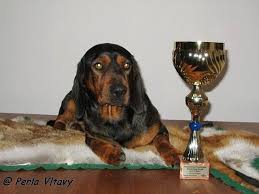 Image result for alpský brakýř jezevčíkovitý