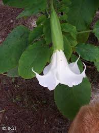 Image result for Brugmansia aurea