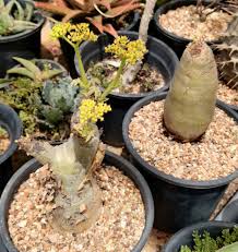 Image result for Cyphostemma zombense