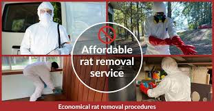 Rat Control Bribie Island - 0480 022 718 - Emergency Residential & Commercial Service