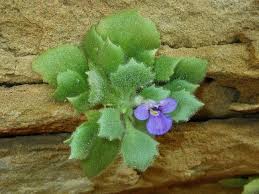 Image result for Linderniella