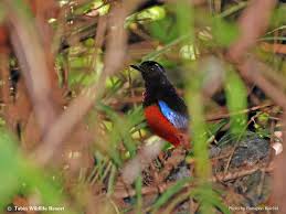 It was created in 1984 to preserve sabah's disappearing wild animals. Tabin Gallery Tabin Wildlife Resort