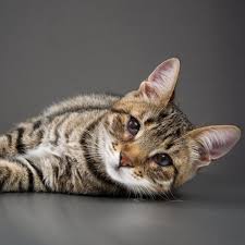 Bengal cats usually have a shine or shimmer to their coat that is most visible in direct sunlight. Third Eyelid Showing In Cats Causes And Treatment