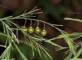 Image result for Asparagus devenishii