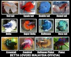 Unbeatable price ikan & all cameras, computers, audio, video, accessories. Sejarah Ikan Laga Plakat Yang Johor Betta Lovers Ii Facebook