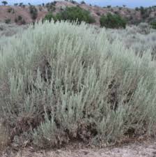 Image result for Polystachya tridentata