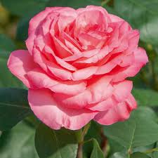 Proponi una nuova soluzione fiori simili alle rose. Rosa Panthere Rose Meicapinal Rosai A Grandi Fiori Meilland