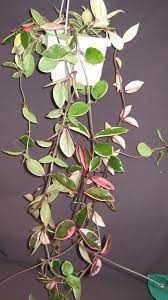 The first 1000 people who click the link will get 2 free months of skillshare premium: Hoya Carnosa Krimson Queen 4 Pot Gardino Nursery