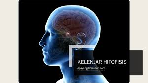 Maybe you would like to learn more about one of these? Kelenjar Hipofisis Pengertian Fungsi Letak Dan Penyakit Konsep Penting Dan Penjelasan Apayangdimaksud Com