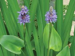 Image result for Pontederia