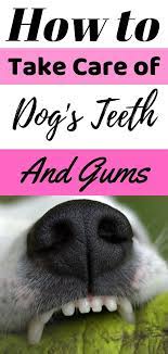 Taking Care Of Your Dog S Teeth And Gums Dog Dental Care Dog Dental Health Dog Teeth Cleaning Dog Teeth Care Dog Teeth Care Dog Teeth Dog Dental Care