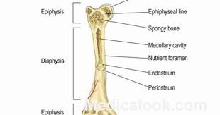 Bones names in human body. Bones Human Anatomy Organs Human Anatomy Chart Anatomy Bones Anatomy Organs