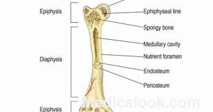 They are one of five types of bones: Bones Human Anatomy Organs Human Anatomy Chart Human Bones Anatomy Organs
