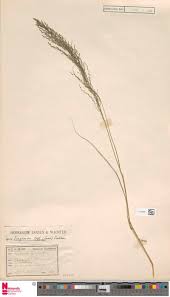 Image result for Eragrostis sclerantha