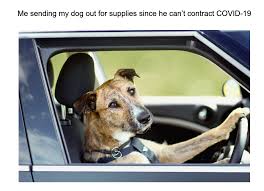 #bravecto #anipetshop shop pet medicines : These Dog Memes Explain Exactly How We Feel About Quarantine Urbanmatter