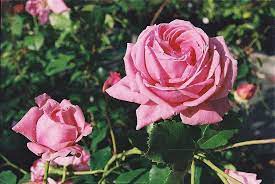 We did not find results for: Coral Dawn Lens Roses