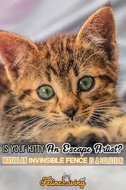 Protect your dog or cat from chasing cars, getting into the trash or damaging does your cat jump on your counter? Pin On Cute Kittens