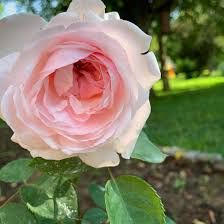 Она растёт по соседству с розой 'винчестер кэфидрал' и розой. My Olivia Rose Austin Rose First Of My Nine Varieties To Bloom Smells Amazing And The Color Is Glorious Flowers