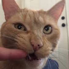 Join facebook to connect with penelope sissy and others you may know. Fuppa Family On Twitter Playing With Sissy In Her Ball Pit Penelope Cats Catsofinstagram