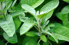 Image result for Schwenckia americana