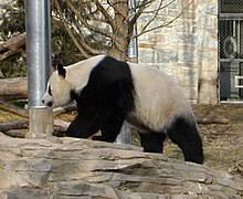 We did not find results for: Panda Wiktionary