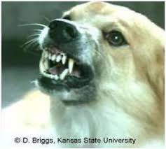 Image result for Rabies