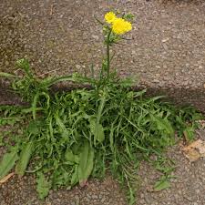 Image result for Crepis newii