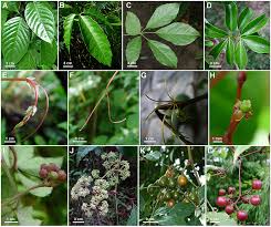 Image result for Vitaceae