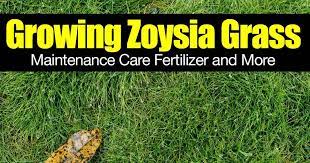 For more information, here is a helpful link: Growing Zoysia Grass Maintenance Care Fertilizer And More