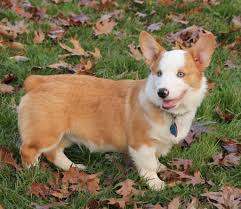 Red merle corgi