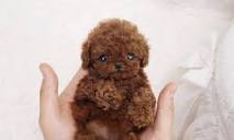 Teacup Poodle - Facts About This Cute Miniature Breed - Animal Corner