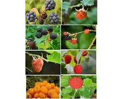 Image result for Rubus