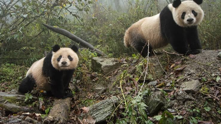 China declares pandas no longer endangered—but threats persist | National  Geographic