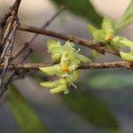 Image result for Garcinia huillensis