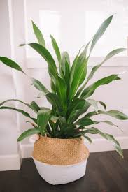 7 Common Houseplants Air Purifying Indoor Plants Indoor Tropical Plants Common House Plants Indoor Air Purifying Plants