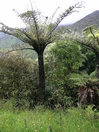 Image result for Cyathula polycephala