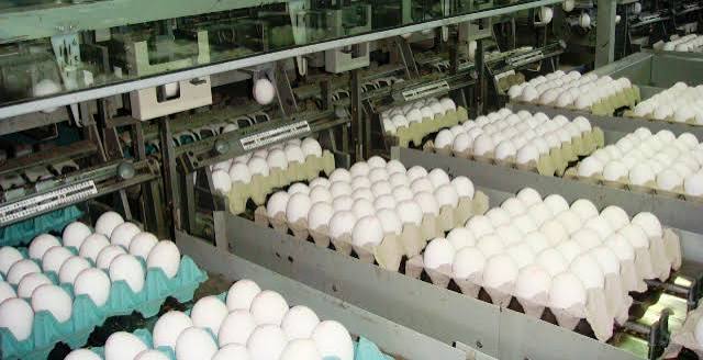 La exportación de ovoproductos no tiene techo, creció más de 28% – Noticias AgroPecuarias