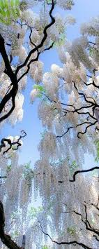 Pin By Isabella Miranda On Proof Of Summer Beautiful Tree Beautiful Nature Nature Photography