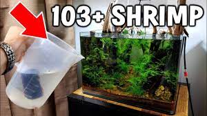 Best 25 aquascaping ideas on pinterest aquarium fish. Adding 103 Cherry Shrimp Cherry Shrimp Planted Aquarium With Fish Youtube