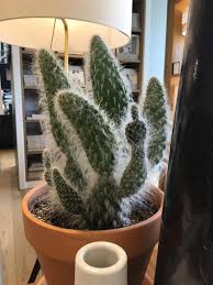 Keep away from heating or. This Cactus Looks Like It S Giving The Middle Finger Succulents