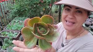 🎁 Sorteio de suculentas e colhendo Glaucas 🥰 mais dicas 😉