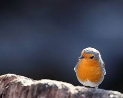 June Bird Of The Month A Friend Of Mine Bird Pet Birds Cute Birds