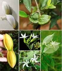 Image result for Landolphia incerta