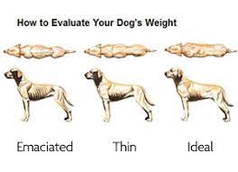 Muscle Loss