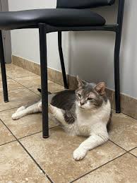 Shiloh Veterinary Hospital