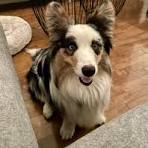 Fluffy blue merle cardigan corgi owners
