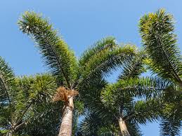 Image result for Wodyetia bifurcata